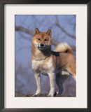Shiba Inu Portrait Prints by Adriano Bacchella