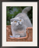 Scottish Fold Blue-Cream Cat Prints by De Meester