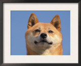 Shiba Inu Portrait Print by Adriano Bacchella