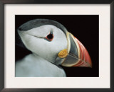 Puffin Portrait, Runde, Norway Prints by Bence Mate