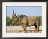 Black Rhinoceros, Flehmen Response, Etosha National Park, Namibia Posters by Tony Heald