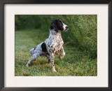 English Springer Spaniel, Wet and Alert, USA Posters by Lynn M. Stone