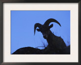 Bighorn Sheep, Silhouette of Ram, Yellowstone National Park, Wyoming, USA Prints by Niall Benvie
