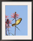 Hooded Oriole Female at Flower, Texas, USA Prints by Rolf Nussbaumer
