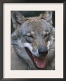 Grey Wolf Portrait, Czech Republic Prints by Niall Benvie