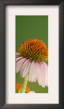 Ruby Throated Hummingbird,Male Feeding on Purple Coneflower, New Braunfels, Texas, USA Print by Rolf Nussbaumer