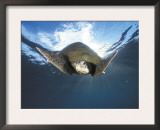 Green Turtle Swimming, Sulu-Sulawesi Seas, Indo Pacific Ocean Poster by Jurgen Freund
