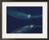Mating Pair of Big Fin Reef Squids, Indo Pacific Prints by Jurgen Freund