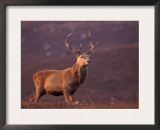 Red Deer Stag Portrait, Scotland, Inverness-Shire Print by Niall Benvie