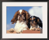 Two King Charles Cavalier Spaniel Adults on Wall Posters by Adriano Bacchella