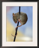 Domestic Mouse up Plant Stem Posters by  Steimer