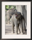 Baby Indian Elephant, Will be Trained to Carry Tourists, Bandhavgarh National Park, India Prints by Tony Heald