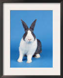 Dutch Rabbit Art by Petra Wegner