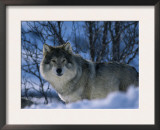 Grey Wolf Male in Snow, Norway Prints by Bernard Walton