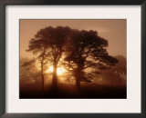 Scots Pine (Pinus Sylvestris) in Morning Mist, Glen Affric, Inverness-Shire, Scotland, UK, Europe Prints by Niall Benvie