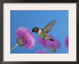 Ruby Throated Hummingbird, Feeding from Flower, USA Posters by Rolf Nussbaumer