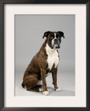 Sitting German Boxer Prints by Petra Wegner