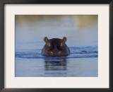 Hippopotamus Submerged in Water, Moremi Wildlife Reserve Bostwana Africa Prints by Tony Heald