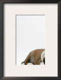 Fawn Dutch Rabbit with Sleeping Sable-And-White Border Collie Pup Posters by Jane Burton