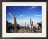 Cacti on Inkawasi Island, Salar De Uyuni, Uyuni Salt Flats, Bolivia, South America Posters by Rhonda Klevansky
