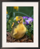 Domestic Gosling Amongst Pansies, USA Poster by Lynn M. Stone