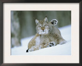 European Lynx Male Grooming in Snow, Norway Prints by Pete Cairns