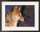 Shiba Inu Profile Posters by Adriano Bacchella