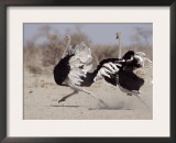 Two Male Ostriches Running During Dispute, Etosha National Park, Namibia Prints by Tony Heald