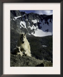 Wild Goats on Mountain, Boulder Posters by Michael Brown