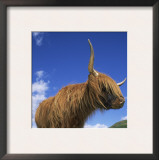 Domesticated Highland Cow, Aberfoyle, Argyll, Scotland, UK Prints by Niall Benvie