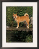 Shiba Inu Standing on a Bridge Prints by Adriano Bacchella