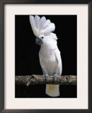 White or Umbrella Cockatoo Print by Lynn M. Stone