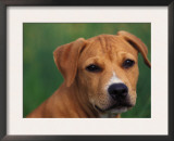 Pit Bull Terrier Puppy Portrait Art by Adriano Bacchella