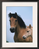 Domestic Horse, Dulmen Pony, Mare with Foal, Europe Prints by  Reinhard
