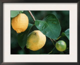 Lemons on Tree Posters by Petra Wegner
