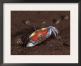Fiddler Crab, Busuanga Island, Philippines Posters by Jurgen Freund