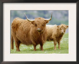 Highland Cow and Calf, Strathspey, Scotland, UK Prints by Pete Cairns