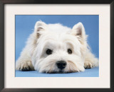 West Highland White Terrier Poster by  Steimer