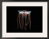 (Periphylla Sp) Juvenile, Jellyfish, Deep Sea Atlantic Ocean Poster by David Shale