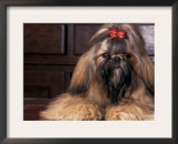 Shih Tzu Portrait with Hair Tied Up Posters by Adriano Bacchella