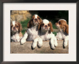 Four King Charles Cavalier Spaniel Puppies with Log Prints by Adriano Bacchella