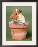 Guinea Pig in Flower Pot Print by De Meester