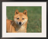 Shiba Inu Portrait Posters by Adriano Bacchella