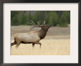 Elk, Bull Bugling in Rut, Yellowstone National Park, Wyoming, USA Poster by Rolf Nussbaumer