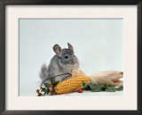 Long-Tailed Chinchilla Prints by  Steimer
