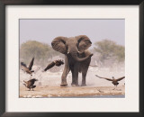 African Elephant, & Whitebacked Vultures by Waterhole, Etosha National Park, Namibia Prints by Tony Heald
