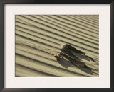 Sahara Horned Viper, Side Winding up Desert Sand Dune, Morocco Prints by James Aldred