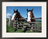 Domestic Horses, Looking Over Fence, Yorkshire, UK Prints by De Meester