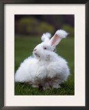 Domestic Angora Rabbit Posters by  Reinhard