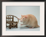 Red Domestic Rat Prints by De Meester